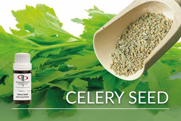 Benefits of shop celery seed oil